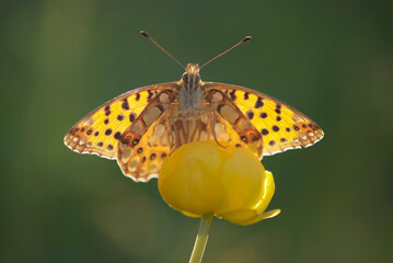 Mittlere Perlmutterfalter (Argynnis niobe)