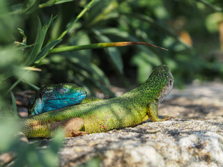 Smaragdeidechse, Lacerta viridis, Eidechse