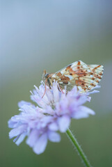 Alpen- Perlmutterfalter ( Boloria thore )