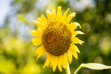 close up of sunflower