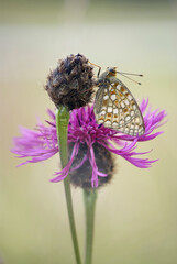 Mittlere Perlmutterfalter (Argynnis niobe)