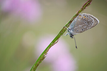 Hauhechel- Blaeuling ( Polyommatus icarus )