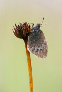 Alpen- Heufalter ( Coenonympha gardetta )