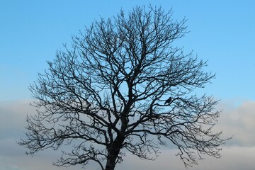 Fototapeta na wymiar Silhouette of crow on bare tree against backdrop of blue sky and clouds during wintertime