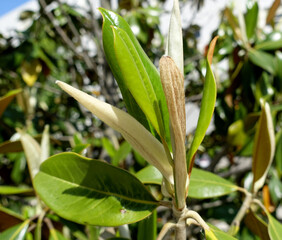 naissance d une feuille