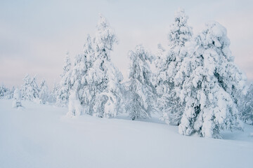 Finnische Winterlandschaft in Luosto.