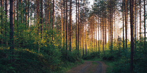Fototapeta premium Mittsommer Farben