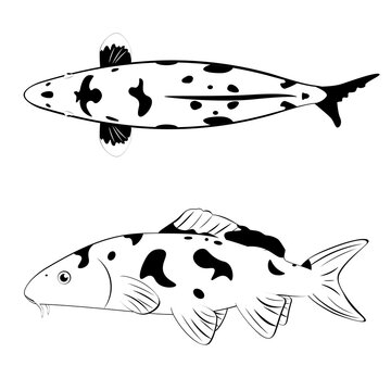 Koi fish in black and white