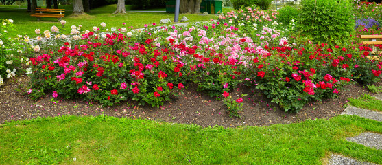 Beautiful park with flower beds and roses in a panoramic format.