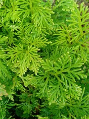 close up of green fern