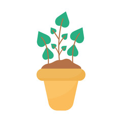 plant with leaves in a pot