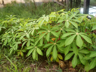 Obraz premium cassava leaves in the yard