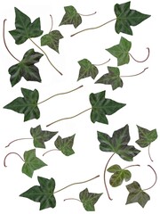 green leaves of hedera helix climbing plant isolated