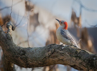 Red-bellied woodpecker