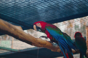 Red and blue parrot - Eskişehir