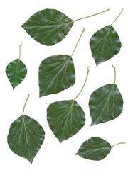 green leaves of hedera helix climbing plant isolated