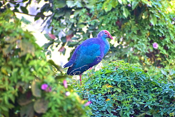 Purple Moorhen bird on a tree