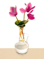 pretty purple cyclamens flowers close up