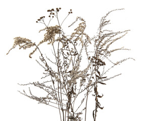 Dry field flowers in winter isolated on white background. Dry wild meadow grasses or herbs.