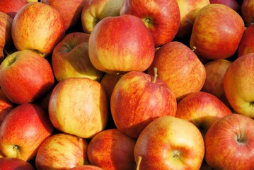 multicolor tasty appples as wholesome fruits close up