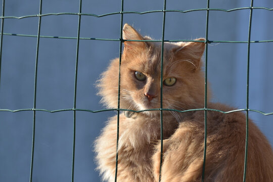 Chat en fourri&egrave;re