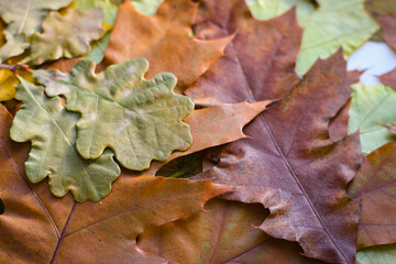 On a wooden background are yellowed oak leaves and walnuts in shell