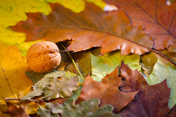 On a wooden background are yellowed oak leaves and walnuts in shell