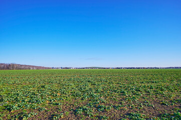 View over fields on the edge of Berlin on a sunny winter day.