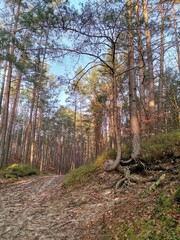 Obraz premium path in the forest