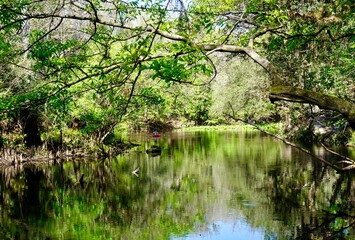 Fototapeta premium Peace and solitude along Florida swampy waterway