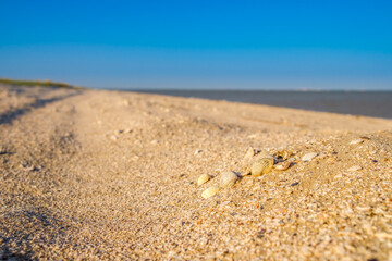 Selective focus on seashells on a sandy beach by the sea. The warm light of sunrise or sunset. Strong background blur. Copy space.