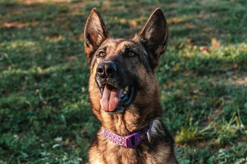 German Shepherd dog in yard