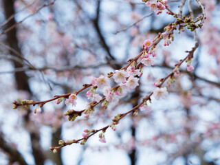 Prunus subhirtella 'Autumnalis' ou Cerisier du Japon à bouton floraux rose pâle et fleurs...