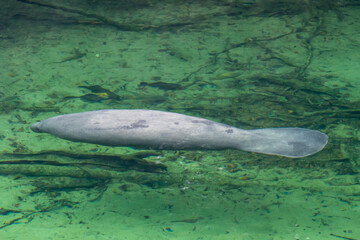 Fototapeta premium Manatees at Blue Springs State Park in Florida.