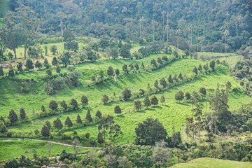 Fototapeta na wymiar Wax palms (Ceroxylon quindiuense) in the green Cocora Valley, Salento, Colombia