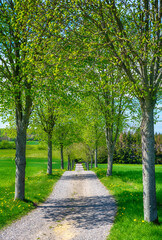 Obraz premium Road in the park