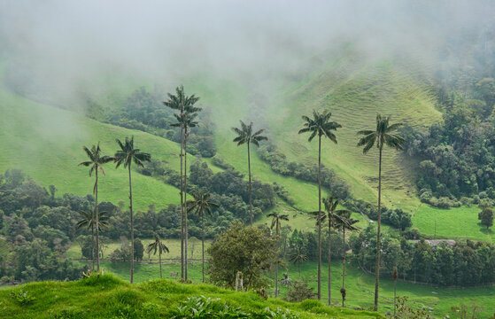 wax palm tree