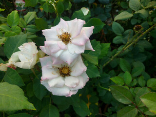 beautiful white rose flower in garden