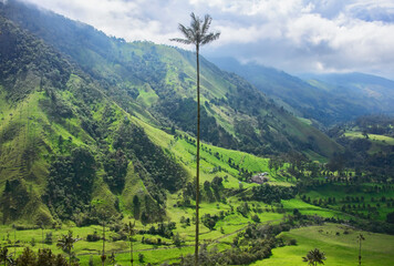 Wax palms (Ceroxylon quindiuense) in the green Cocora Valley, Salento, Colombia