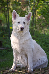 Sitzender Schweizer Schäferhund