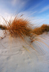 Wydmy na wybrzeżu Morza Bałtyckiego, plaża, trawa, biały piasek, Kołobrzeg, Polska. 