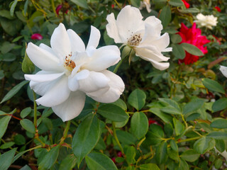 beautiful white rose flower in garden