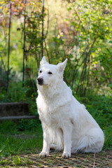 Sitzender Wei&szlig;er Sch&auml;ferhund