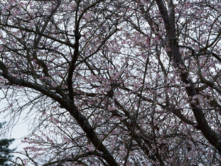 Cerisier du Japon 'Autumnalis' (Prunus subhirtella) aux branches nues à écorce gris-brun,  garnies de grappes de fleurs et boutons floraux blanc, rose pâle et nacré