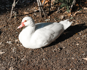 Pato blanco echado sobre piso de arena color café