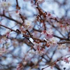 (Prunus subhirtella) Floraison gracieuse et décorative du cerisier du Japon 'Autumnalis' sur branches nues en période hivernale