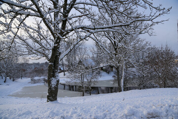 Obraz premium trees in the snow