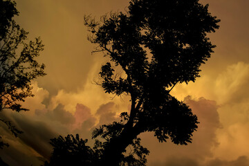 Nuvem alaranjada no pôr-do-sol envolta por silhueta de vegetação tropical