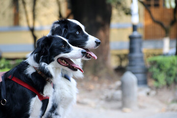 perros collie blanco con negro sentados juntos mirando hacia el frente con lenguas de fuera