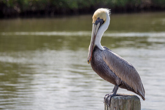 Florida Brown Pelican